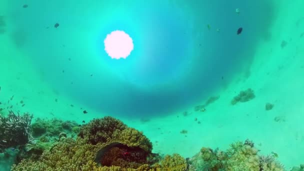 Recifes de corais e peixes tropicais subaquáticos. Bohol, Panglao, Filipinas. — Vídeo de Stock