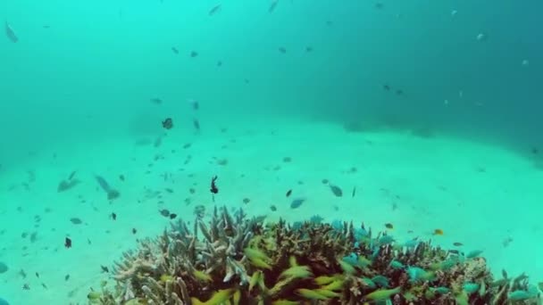 Arrecife de coral con peces bajo el agua. Bohol, Filipinas. — Vídeos de Stock