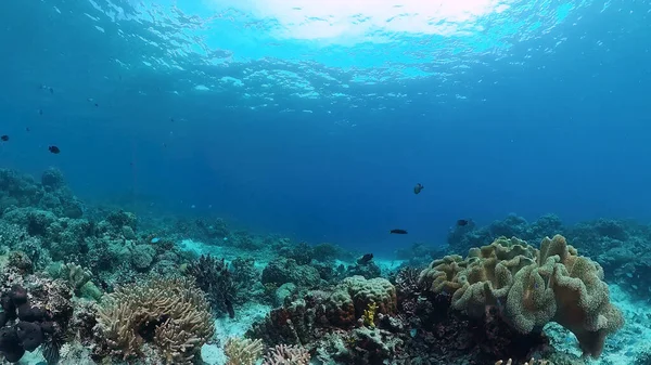 Arrecife de coral y peces tropicales. Panglao, Filipinas. — Foto de Stock
