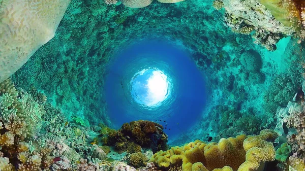 Coral reef with fish underwater. Bohol, Philippines. — Stock Photo, Image