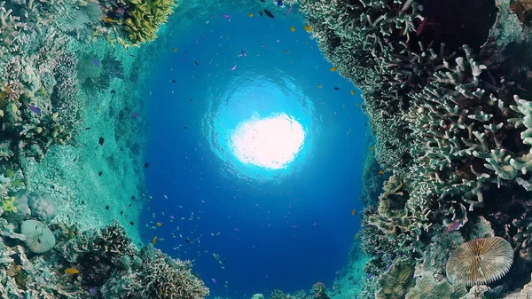 Mercan kayalıkları ve tropikal balıklar. Bohol, Filipinler. — Stok fotoğraf