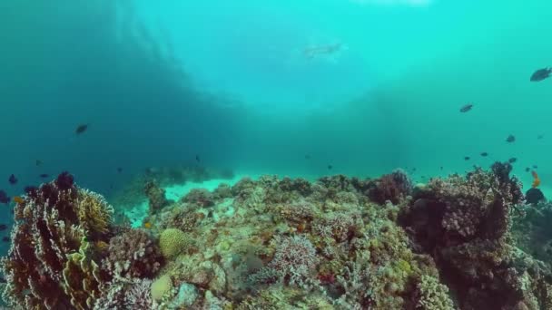 El mundo submarino de un arrecife de coral. Panglao, Filipinas. — Vídeos de Stock