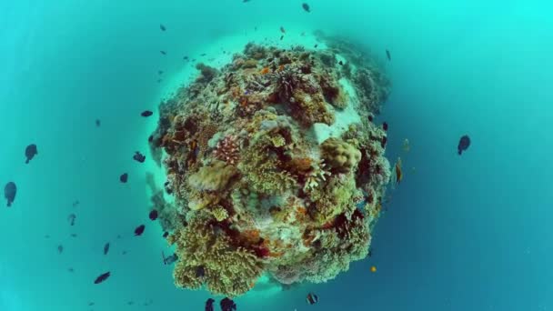 Recifes de coral com peixes subaquáticos. Bohol, Filipinas. — Vídeo de Stock