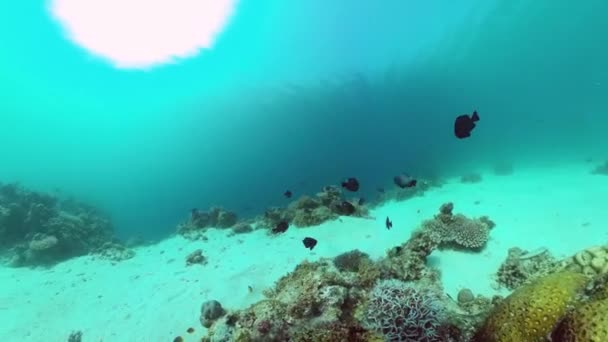 Mercan resiflerinin sualtı dünyası. Panglao, Filipinler. — Stok video