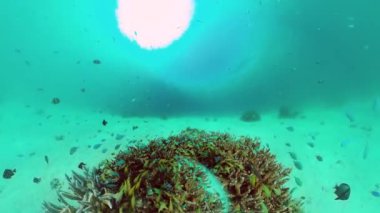 Mercan resifi ve tropikal balıklar su altında. Bohol, Panglao, Filipinler.