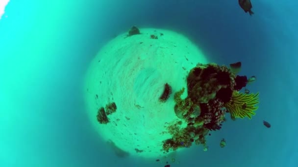 O mundo subaquático de um recife de coral. Panglao, Filipinas. — Vídeo de Stock
