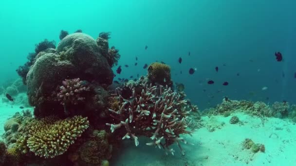 Barriera corallina e pesce tropicale. Panglao, Filippine. — Video Stock