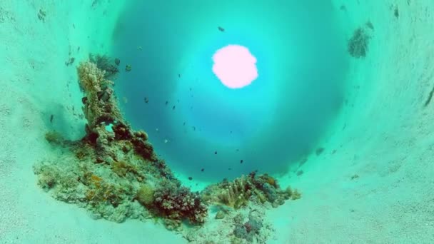 Recifes de coral e peixes tropicais. Panglao, Filipinas. — Vídeo de Stock