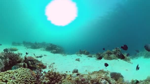 Mercan kayalıkları ve tropikal balıklar. Bohol, Filipinler. — Stok video