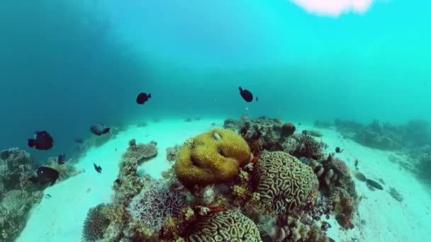 Recifes de coral e peixes tropicais. Panglao, Filipinas. — Vídeo de Stock