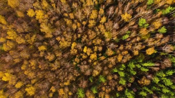 Vista aérea de drones del bosque otoñal. Bosque caducifolio en el otoño . — Vídeos de Stock