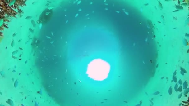 Récif corallien et poissons tropicaux sous-marins. Bohol, Panglao, Philippines.