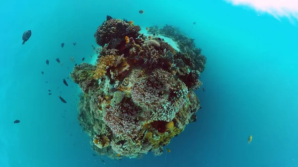 Coral reef with fish underwater. Bohol, Philippines. — Stock Photo, Image