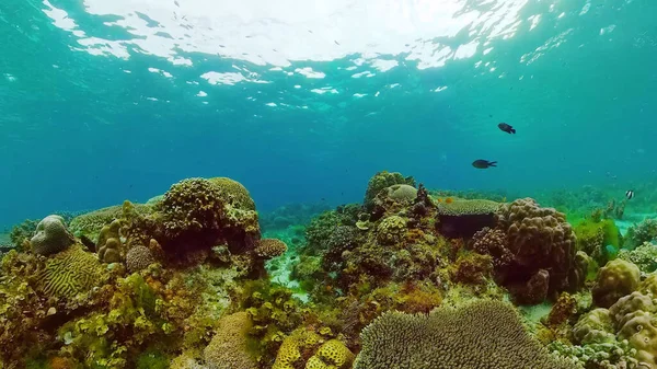 Arrecife de coral y peces tropicales. Bohol, Filipinas. — Foto de Stock