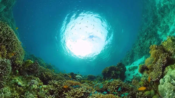 El mundo submarino de un arrecife de coral. Panglao, Filipinas. —  Fotos de Stock