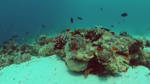 Koraalrif en tropische vissen. Bohol, Filipijnen. — Stockvideo