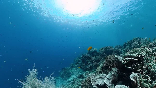 Barriera corallina e pesce tropicale. Bohol, Filippine. — Foto Stock