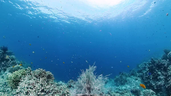 Arrecife de coral y peces tropicales. Panglao, Filipinas. — Foto de Stock