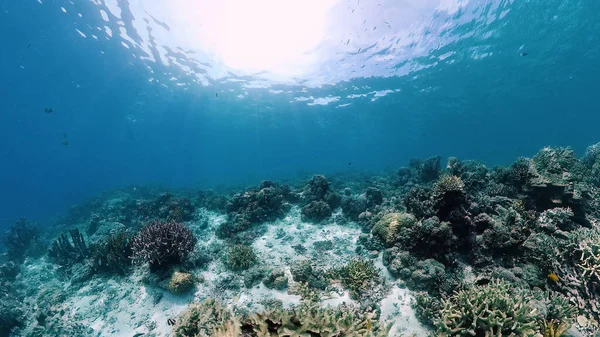 Arrecife de coral con peces bajo el agua. Bohol, Filipinas. — Foto de Stock
