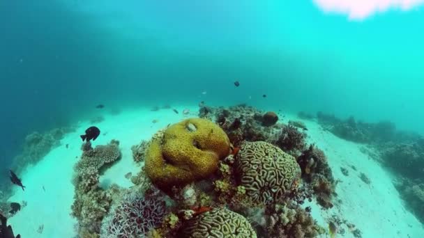 Recifes de coral e peixes tropicais. Bohol, Filipinas. — Vídeo de Stock