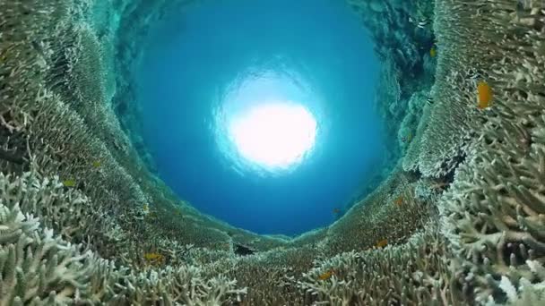 Mercan resifi ve tropikal balıklar su altında. Bohol, Panglao, Filipinler. — Stok video