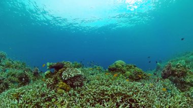 Mercan kayalıkları ve tropikal balıklar. Bohol, Filipinler.