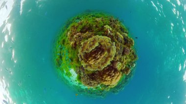 Mercan kayalıkları ve tropikal balıklar. Panglao, Filipinler.