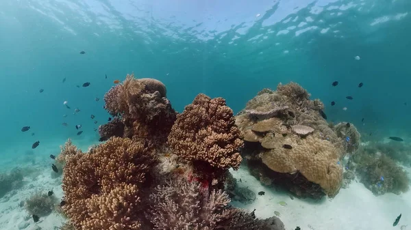 Récif corallien et poissons tropicaux sous-marins. Panglao, Philippines. — Photo