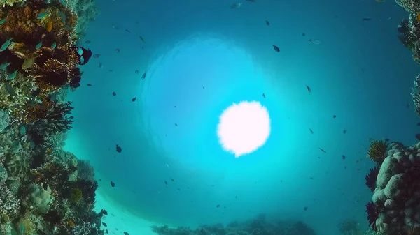 O mundo subaquático de um recife de coral. Panglao, Filipinas. — Fotografia de Stock