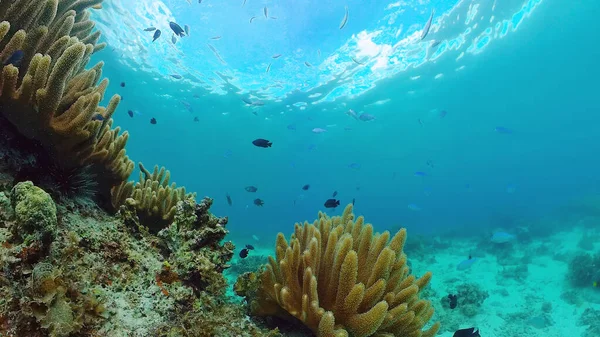 El mundo submarino de un arrecife de coral. Panglao, Filipinas. — Foto de Stock