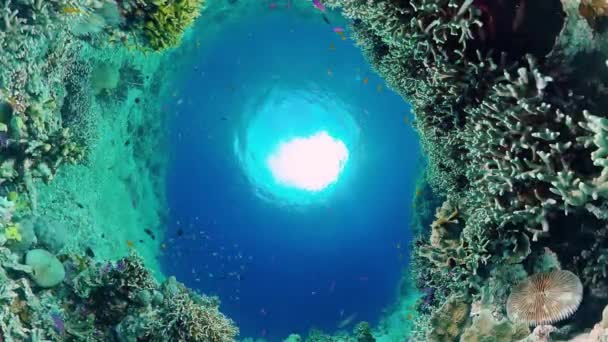 De onderwaterwereld van een koraalrif. Panglao, Filipijnen. — Stockvideo