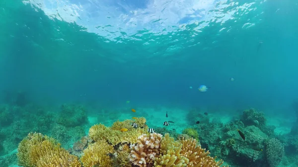 Коралловый риф и тропическая рыба. Феодосия, Филиппины. — стоковое фото