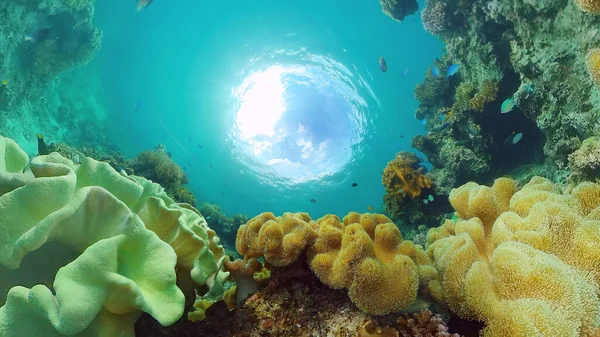 Podmořský svět korálového útesu. Panglao, Filipíny. — Stock fotografie