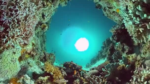 Arrecife de coral y peces tropicales. Bohol, Filipinas. — Vídeo de stock