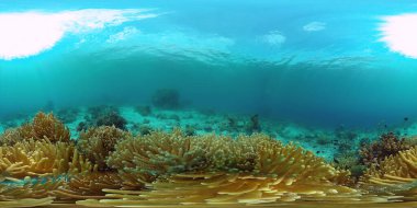 Mercan resifi ve tropikal balık 360VR. Panglao, Filipinler