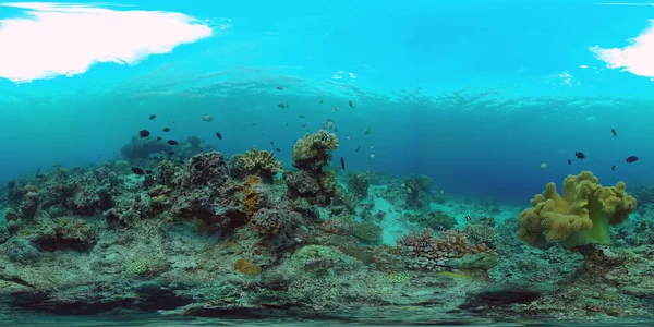 Коралловый риф и тропические рыбы под водой 360VR. Панглао, Филиппины — стоковое фото