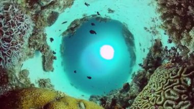 Mercan kayalıkları ve tropikal balıklar. Bohol, Filipinler.