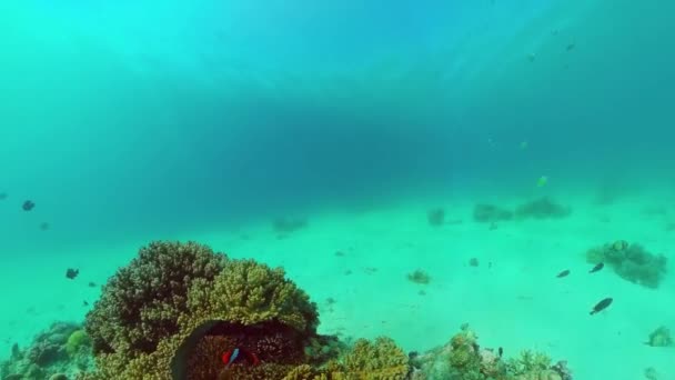 El mundo submarino de un arrecife de coral. Panglao, Filipinas. — Vídeo de stock