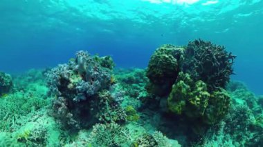 Mercan kayalıkları ve tropikal balıklar. Bohol, Filipinler.