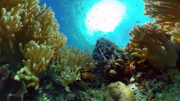Arrecife de coral y peces tropicales. Bohol, Filipinas. — Vídeos de Stock
