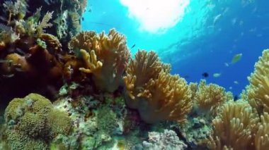 Suyun altında balıklı mercan kayalıkları. Bohol, Filipinler.