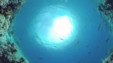 Mercan kayalıkları ve tropikal balıklar. Panglao, Filipinler.