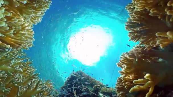 Коралловый риф и тропическая рыба. Панглао, Филиппины. — стоковое видео