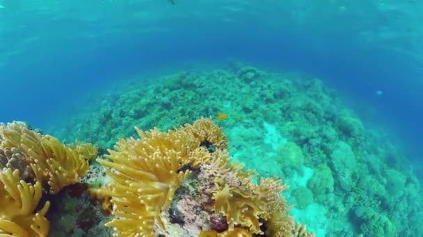 サンゴ礁と熱帯魚。フィリピンのボホール. — ストック動画