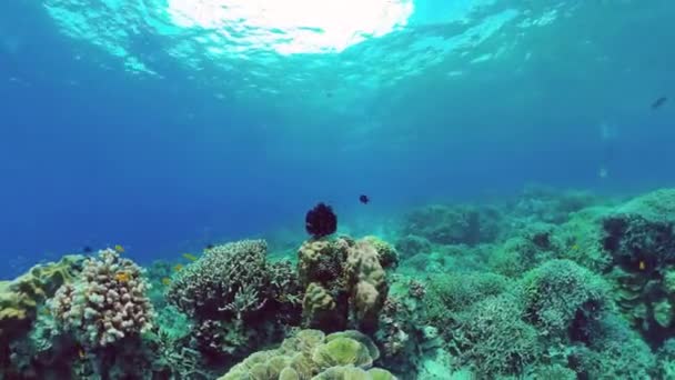 Arrecife de coral y peces tropicales. Bohol, Filipinas. — Vídeos de Stock