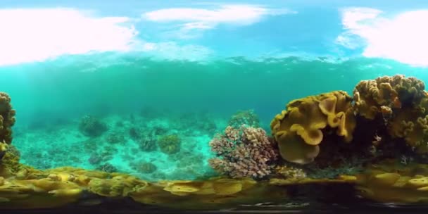 Bir mercan resifinin sualtı dünyası 360VR. — Stok video