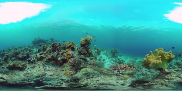 Коралловый риф и тропические рыбы под водой 360VR. Панглао, Филиппины — стоковое видео