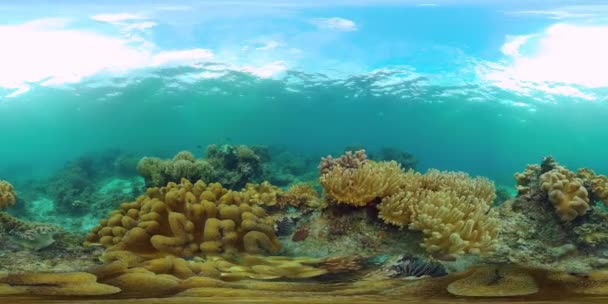 Коралловый риф с рыбой под водой 360VR. Камиген, Филиппины — стоковое видео