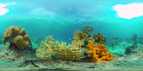 Коралловый риф с рыбой под водой 360VR. Панглао, Филиппины — стоковое видео