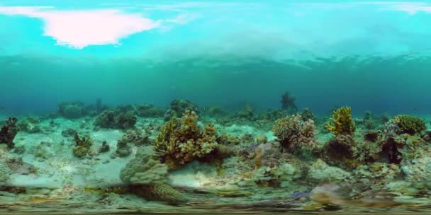 El mundo submarino de un arrecife de coral 360VR. — Vídeo de stock